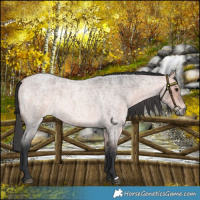 Horse Color:Platinum Bay Roan 
