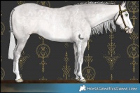 Horse Color:Platinum Silver Amber Cream Champagne Sabino