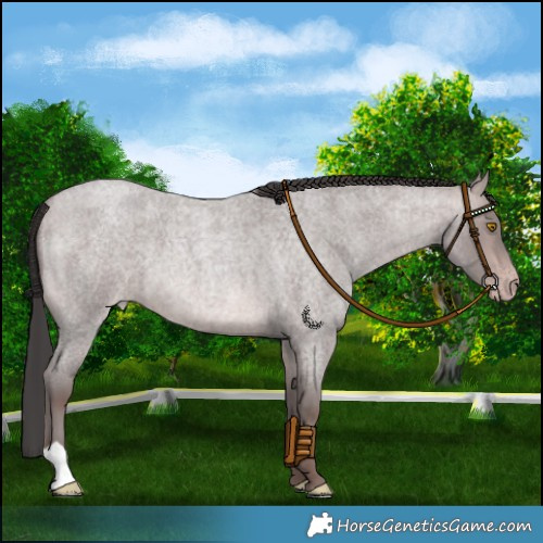 Horse Color:Platinum Sable Champagne Roan 
