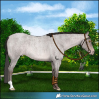 Horse Color:Platinum Sable Champagne Roan 