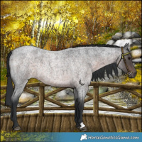 Horse Color:Platinum Brown Roan 