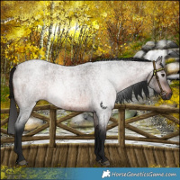 Horse Color:Gray Bay Roan 