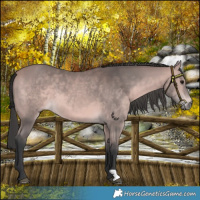 Horse Color:Platinum Bay 