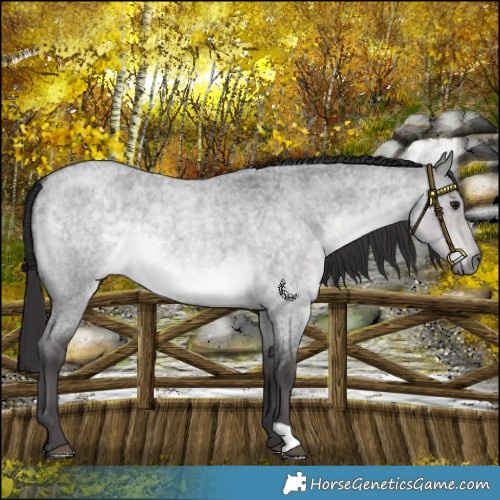 Horse Color:Platinum Buckskin Roan Dun