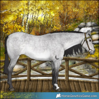 Horse Color:Platinum Buckskin Roan Dun 