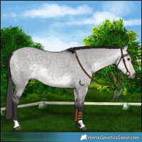 Horse Color:Platinum Buckskin Dun 