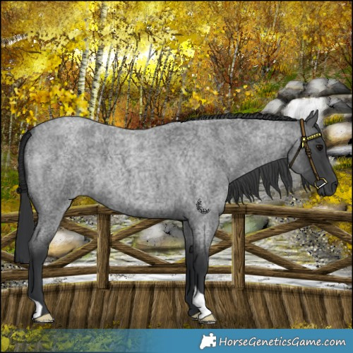 Horse Color:Platinum Blue Roan