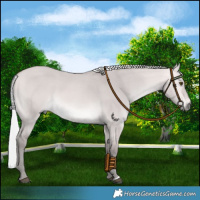 Horse Color:Platinum Silver Buckskin Dun