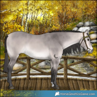 Horse Color:Platinum Buckskin 
