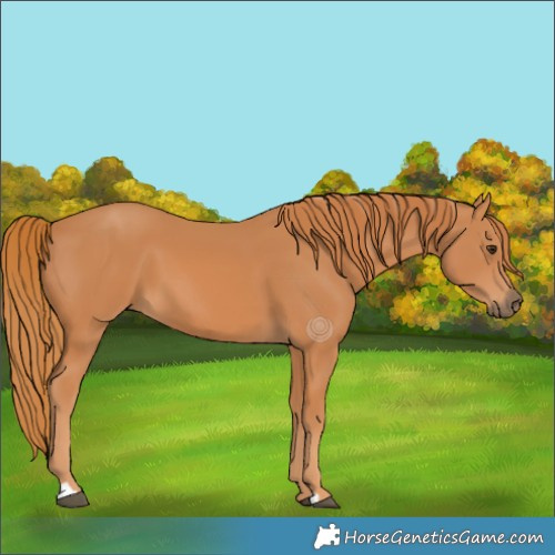 Horse Color:Chestnut 