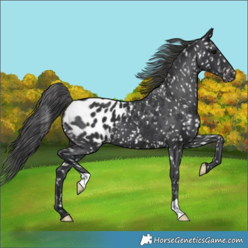 Horse Color:Black Appaloosa 