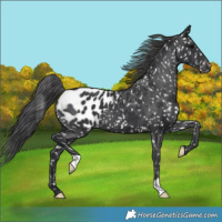 Horse Color:Black Appaloosa
