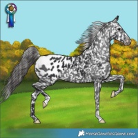 Horse Color:Black Appaloosa 