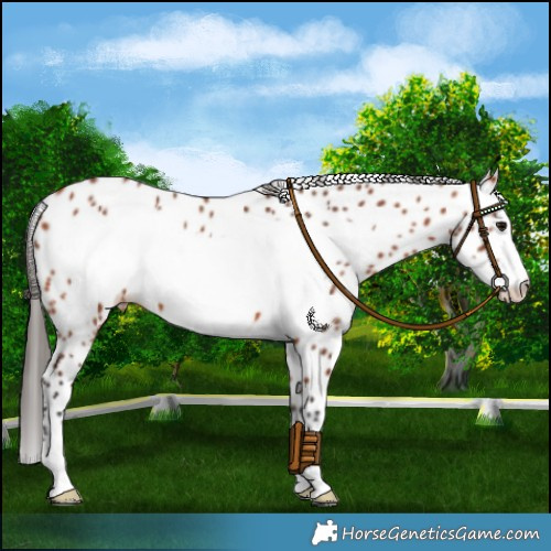 Horse Color:Bay Frame Leopard 
