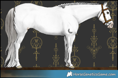 Horse Color:White Spotted Smoky Black Splash Appaloosa