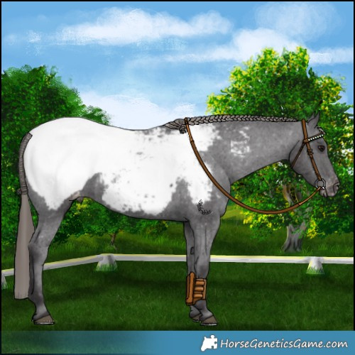 Horse Color:Smoky Black Snowcap 