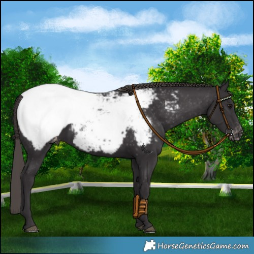 Horse Color:Smoky Black Appaloosa