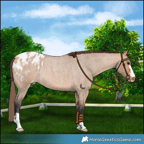 Horse Color:Bay Roan Dun Blanket Rabicano 