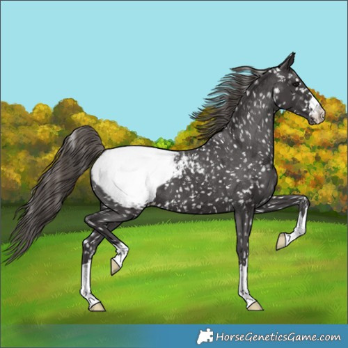 Horse Color:Smoky Black Appaloosa 