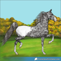 Horse Color:Smoky Black Appaloosa 