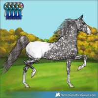 Horse Color:Smoky Black Appaloosa 