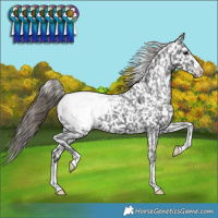 Horse Color:Smoky Black Appaloosa