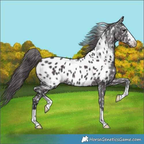 Horse Color:Black Appaloosa 