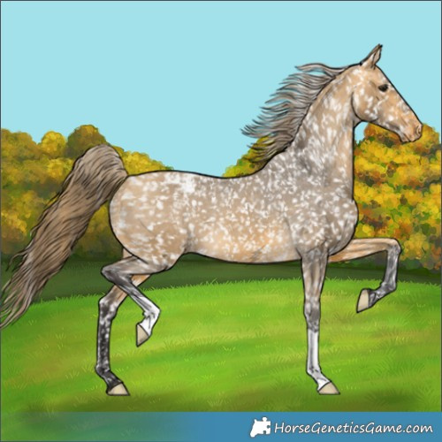 Horse Color:Buckskin Appaloosa 