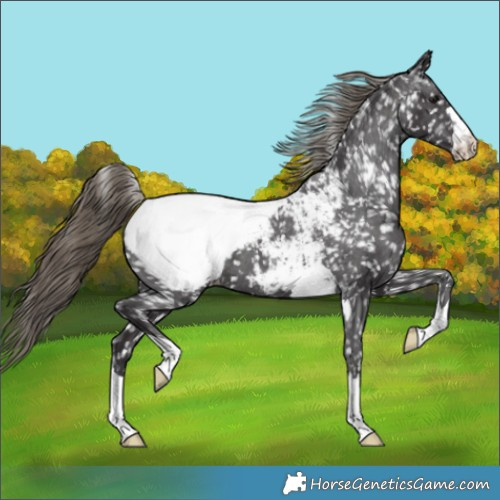 Horse Color:Smoky Black Appaloosa 