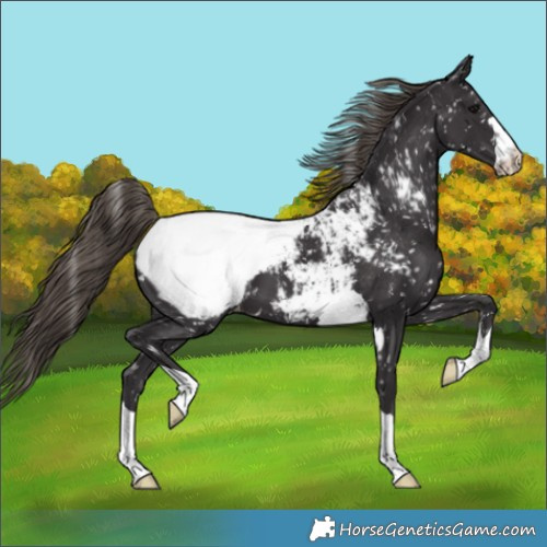 Horse Color:Smoky Black Appaloosa 