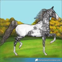 Horse Color:Smoky Black Appaloosa 