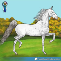 Horse Color:Smoky Black Appaloosa 