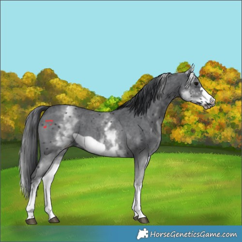 Horse Color:White Spotted Black Sabino Frame 