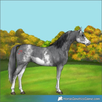 Horse Color:White Spotted Black Sabino Frame 