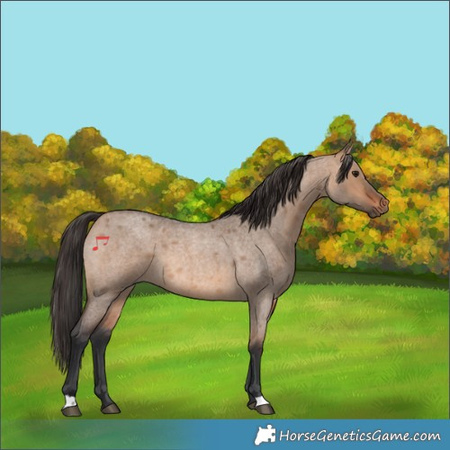Horse Color:Bay Roan Dun 