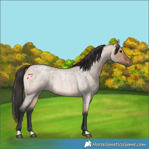 Horse Color:Bay Roan Dun 