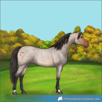 Horse Color:Bay Roan Dun 