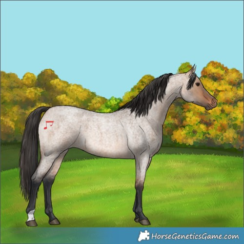 Horse Color:Bay Roan Dun 