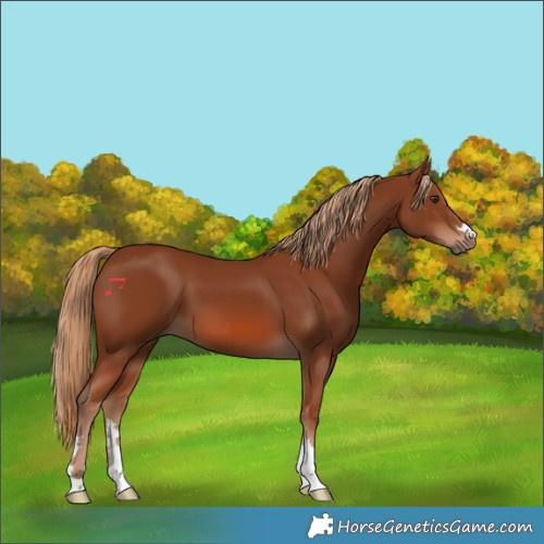 Horse Color:Chestnut 