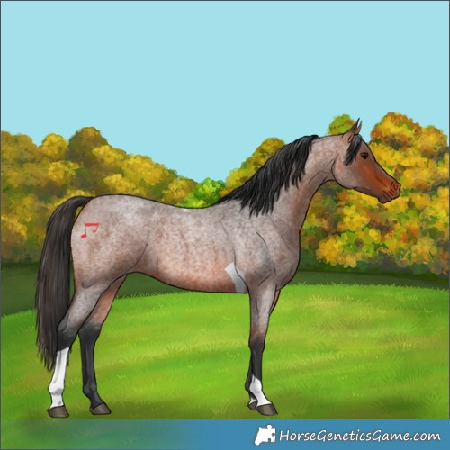 Horse Color:Bay Roan Tobiano 