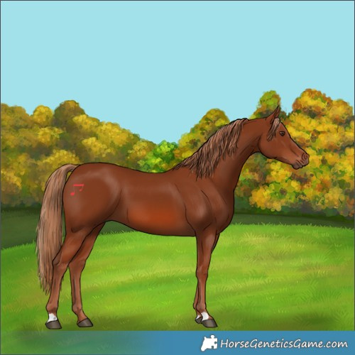 Horse Color:Chestnut 