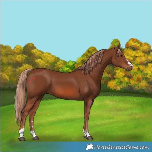 Horse Color:Chestnut 