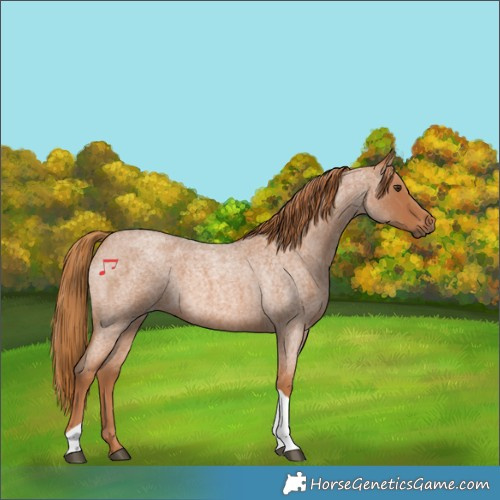 Horse Color:Red Roan Tobiano 