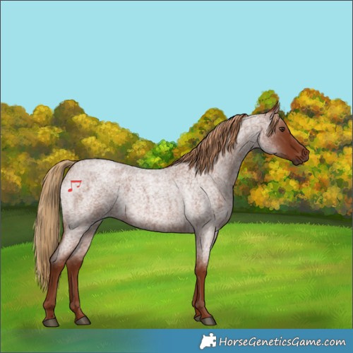 Horse Color:Red Roan 