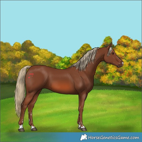 Horse Color:Chestnut 