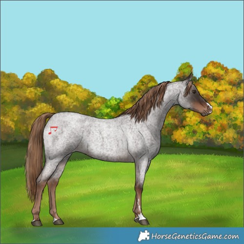 Horse Color:Liver Red Roan