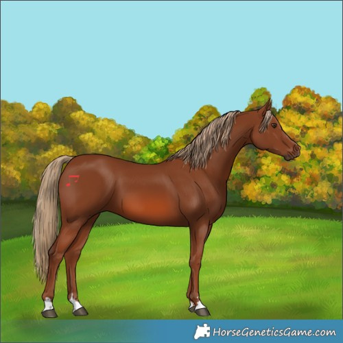 Horse Color:Chestnut 