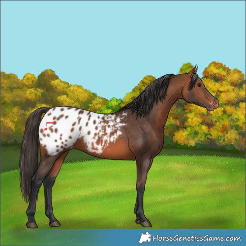 Horse Color:Bay Appaloosa 
