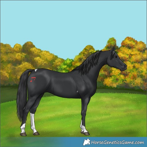 Horse Color:Black Tobiano 