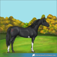 Horse Color:Black Tobiano 